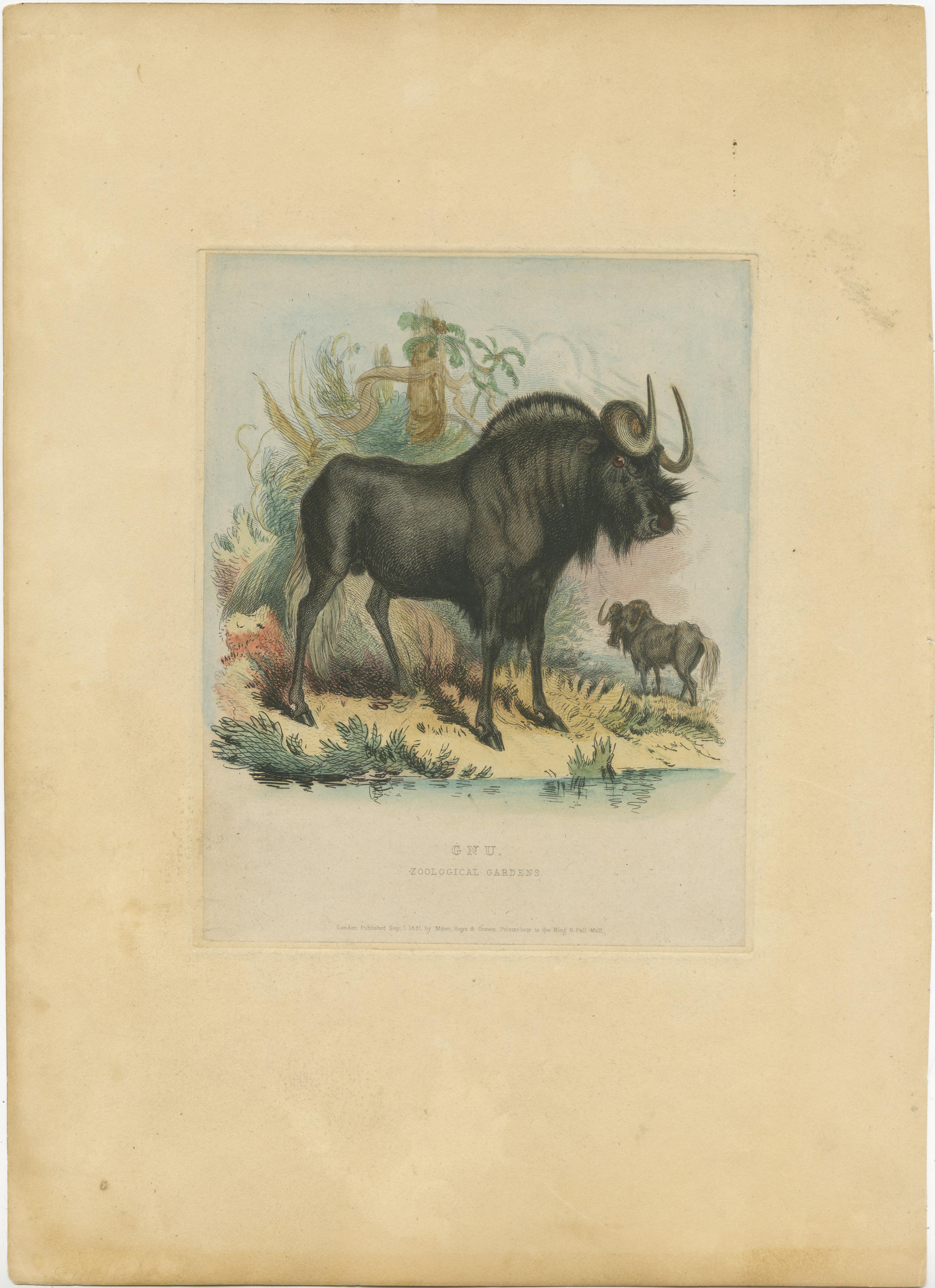 Antique print titled 'Gnu'. Original old print of a gnu or wildebeest. This print originates from the series 'Characteristic sketches of animals, principally from the Zoological Gardens, Regent's Park' published circa 1832 by John Henry Barrow and