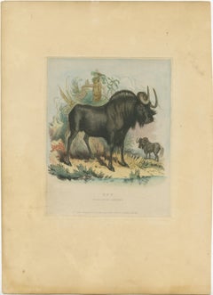 Antiker Tierdruck eines Gnu oder eines Wildebeests