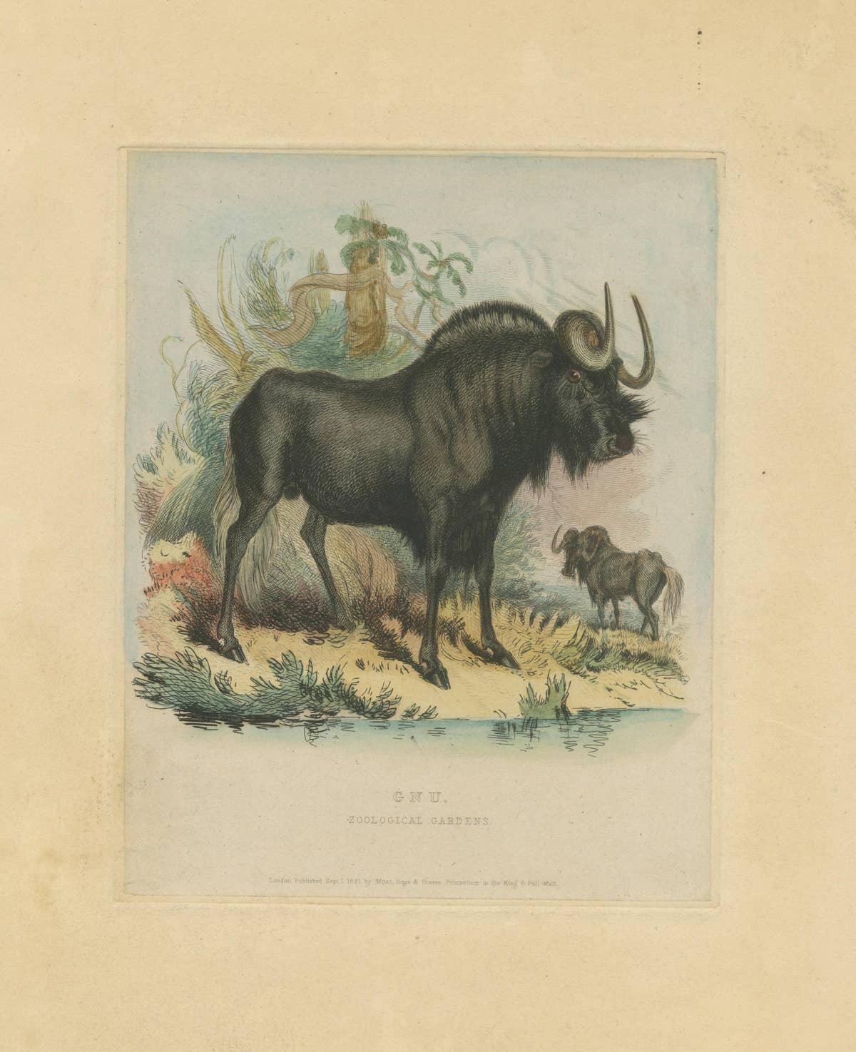 Antique Animal Print of a Gnu or Wildebeest