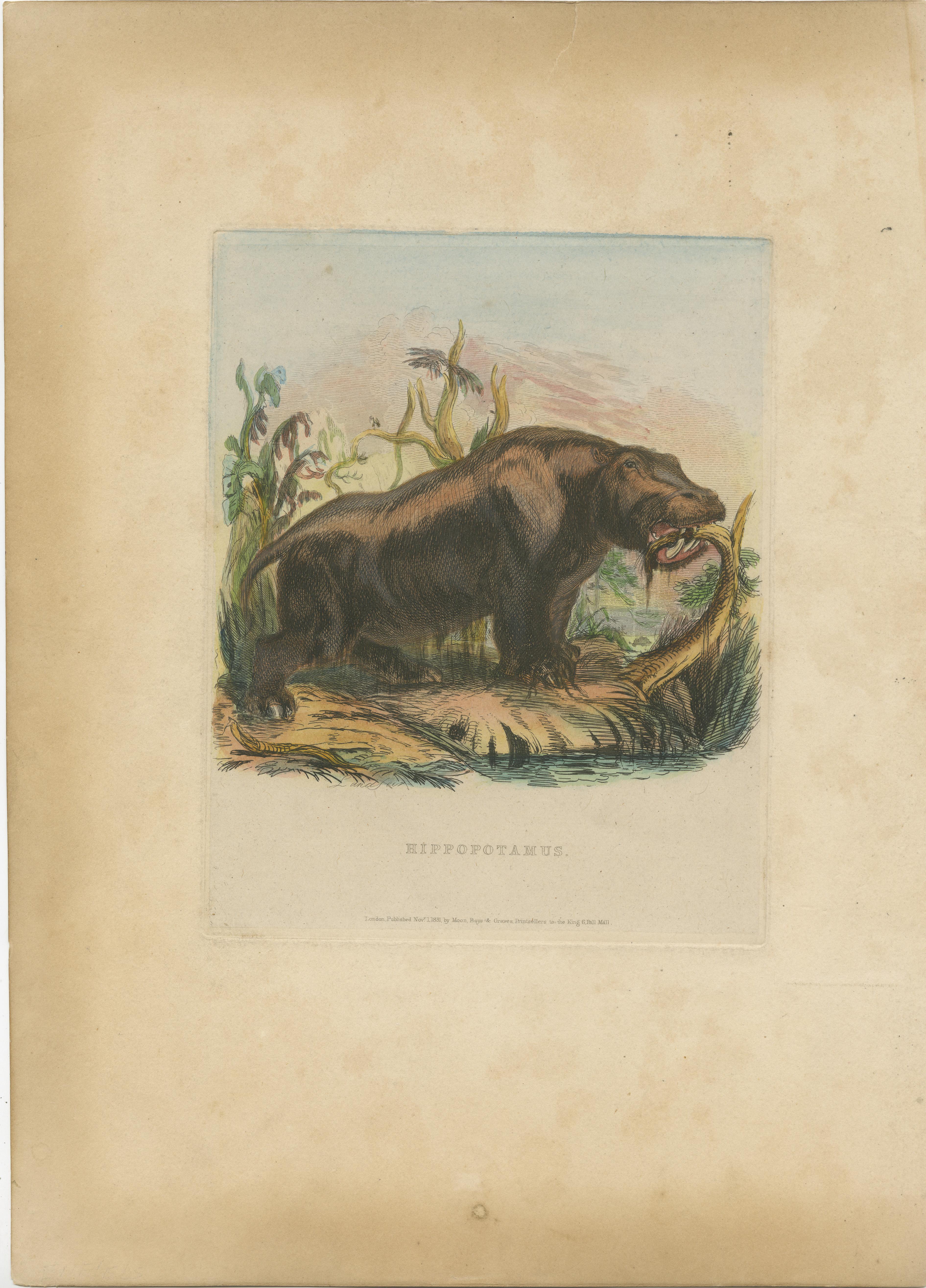 Antique print titled 'Hippotamus'. Original old print of a hippotamus or hippo. This print originates from the series 'Characteristic sketches of animals, principally from the Zoological Gardens, Regent's Park' published circa 1832 by John Henry