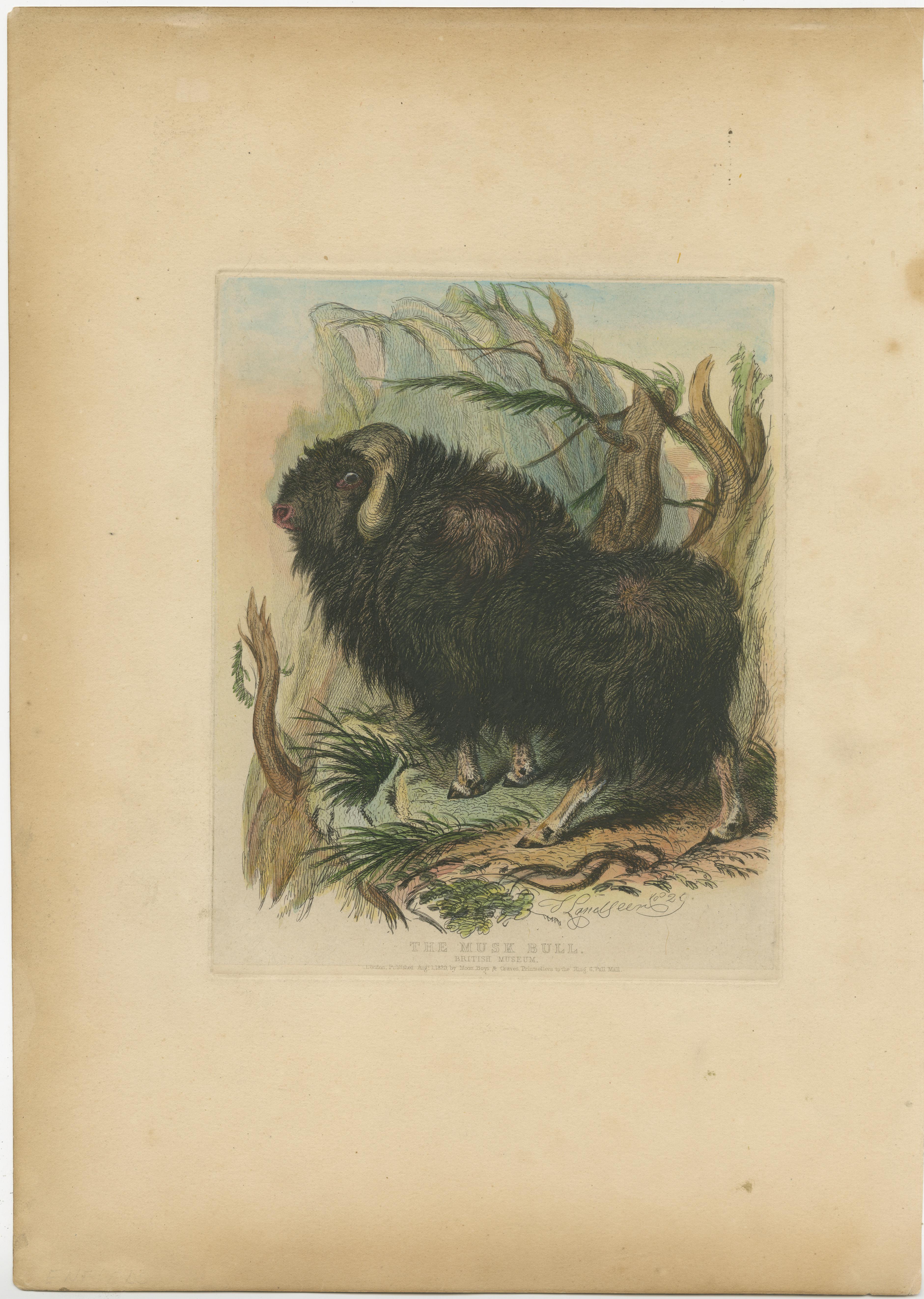 Antique print titled 'The Musk Bull'. Original old print of a muskox, also spelled musk ox and musk-ox. This print originates from the series 'Characteristic sketches of animals, principally from the Zoological Gardens, Regent's Park' published