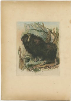 Antique Animal Print of a Musk Bull or Musk Ox