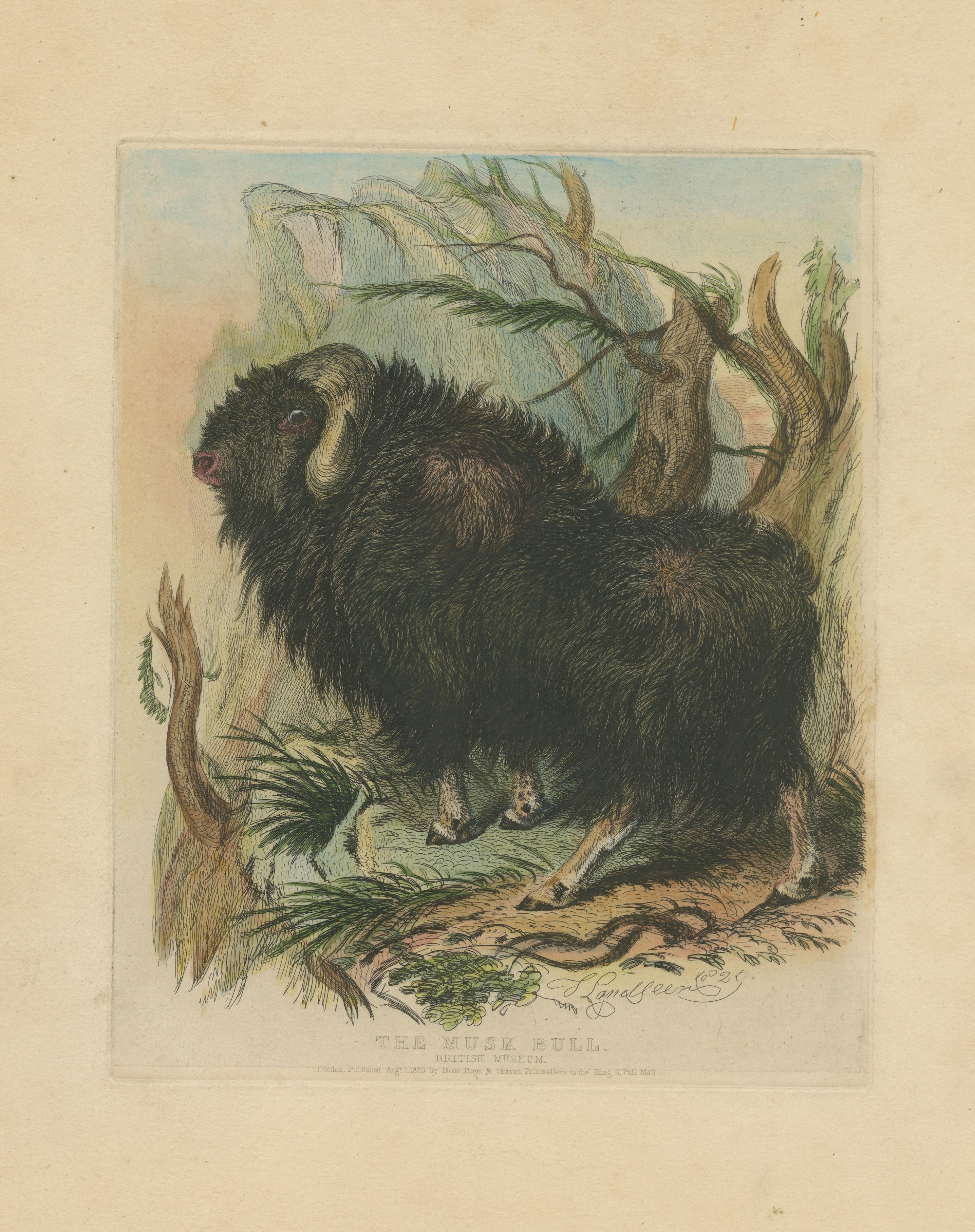 Antique Animal Print of a Musk Bull or Musk Ox In Fair Condition In Langweer, NL