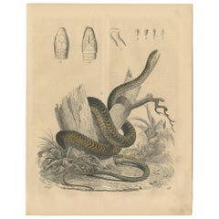 Antique Animal Print of a Snake by C. Hoffmann, 1847