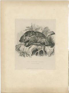 Antique Animal Print of a Striped Hyena