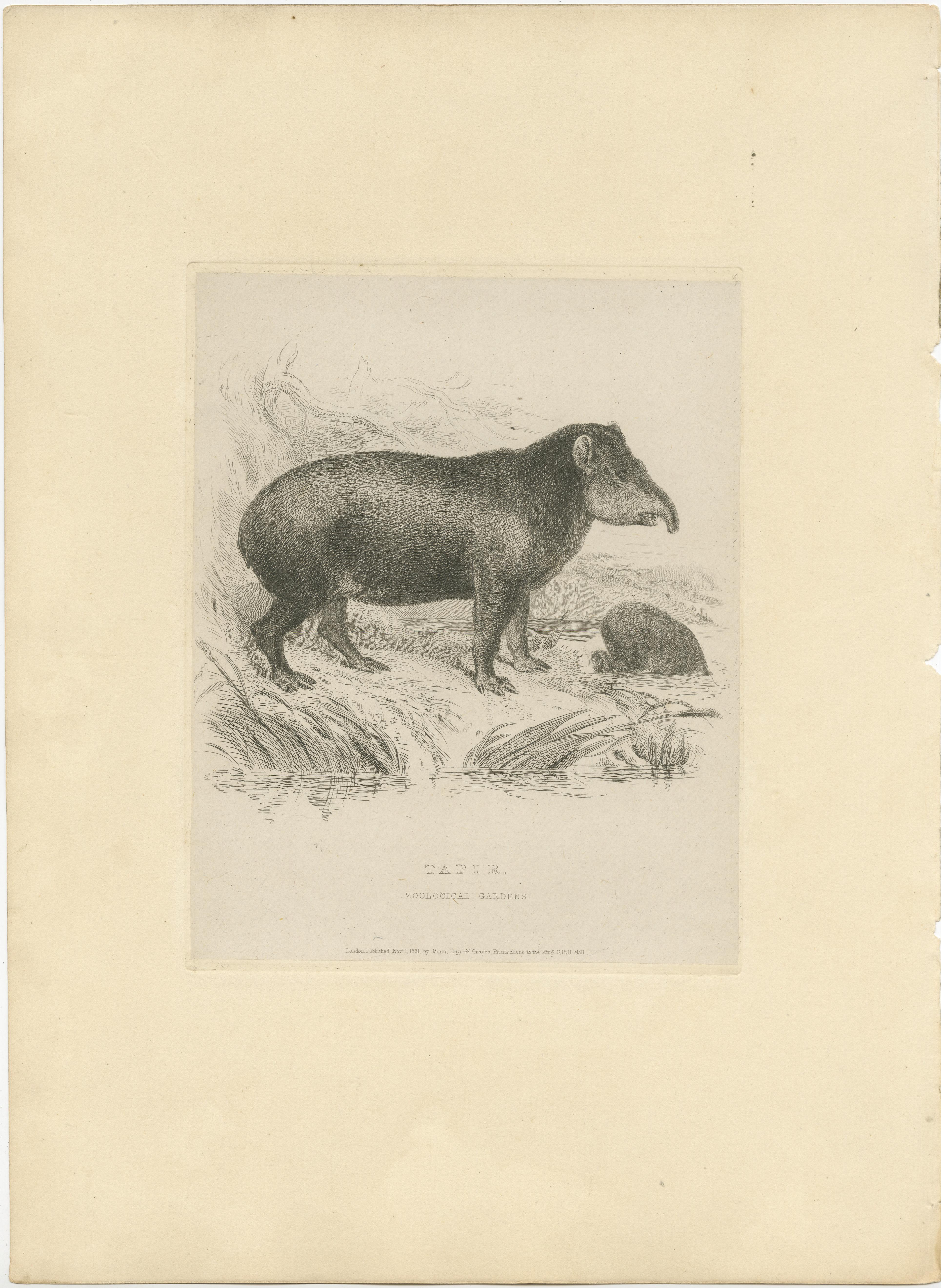 Antique print titled 'Tapir'. Original old print of a tapir. This print originates from the series 'Characteristic sketches of animals, principally from the Zoological Gardens, Regent's Park' published circa 1832 by John Henry Barrow and Thomas