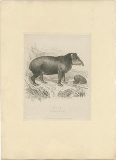 Antique Animal Print of a Tapir