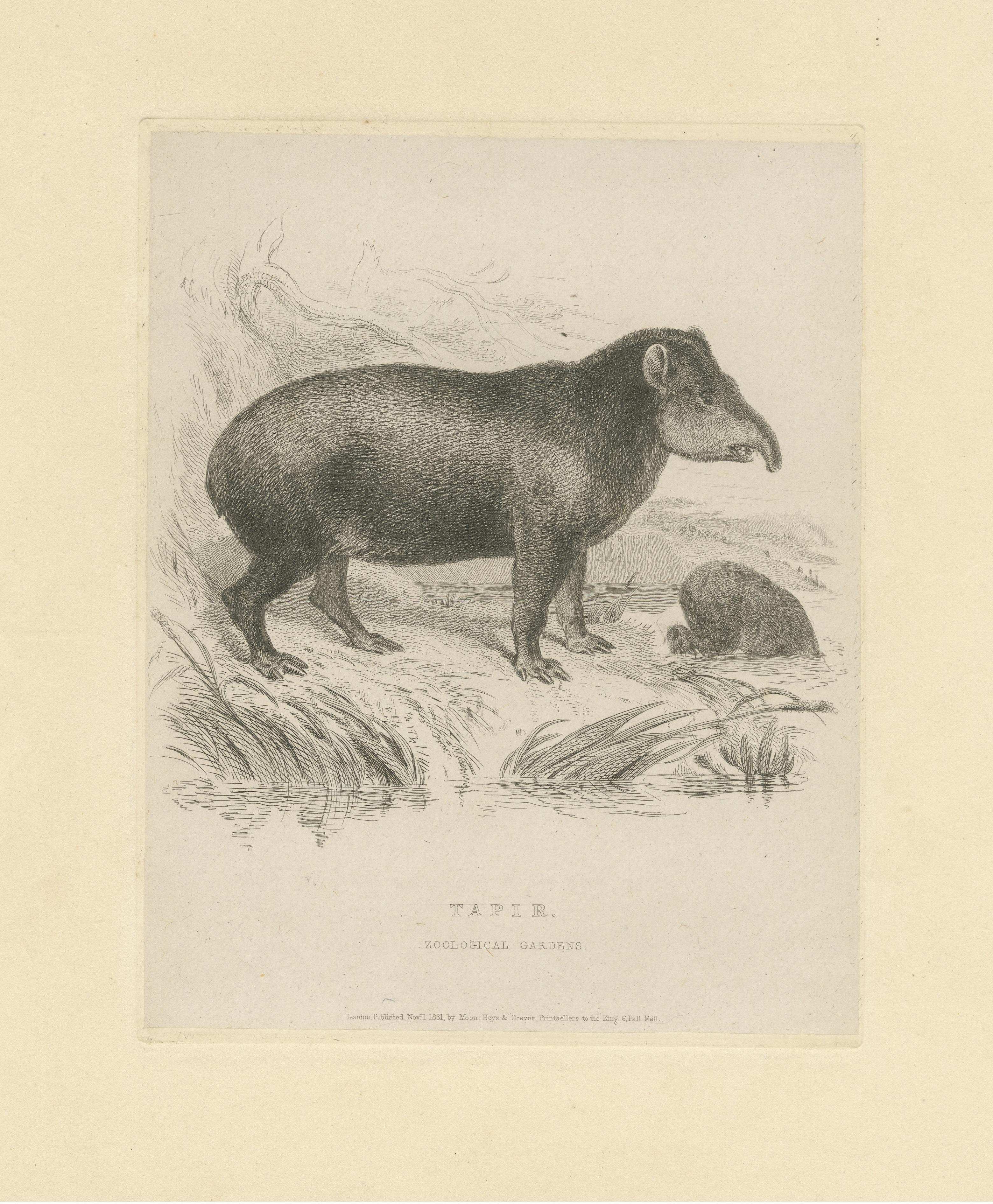 dali tapir