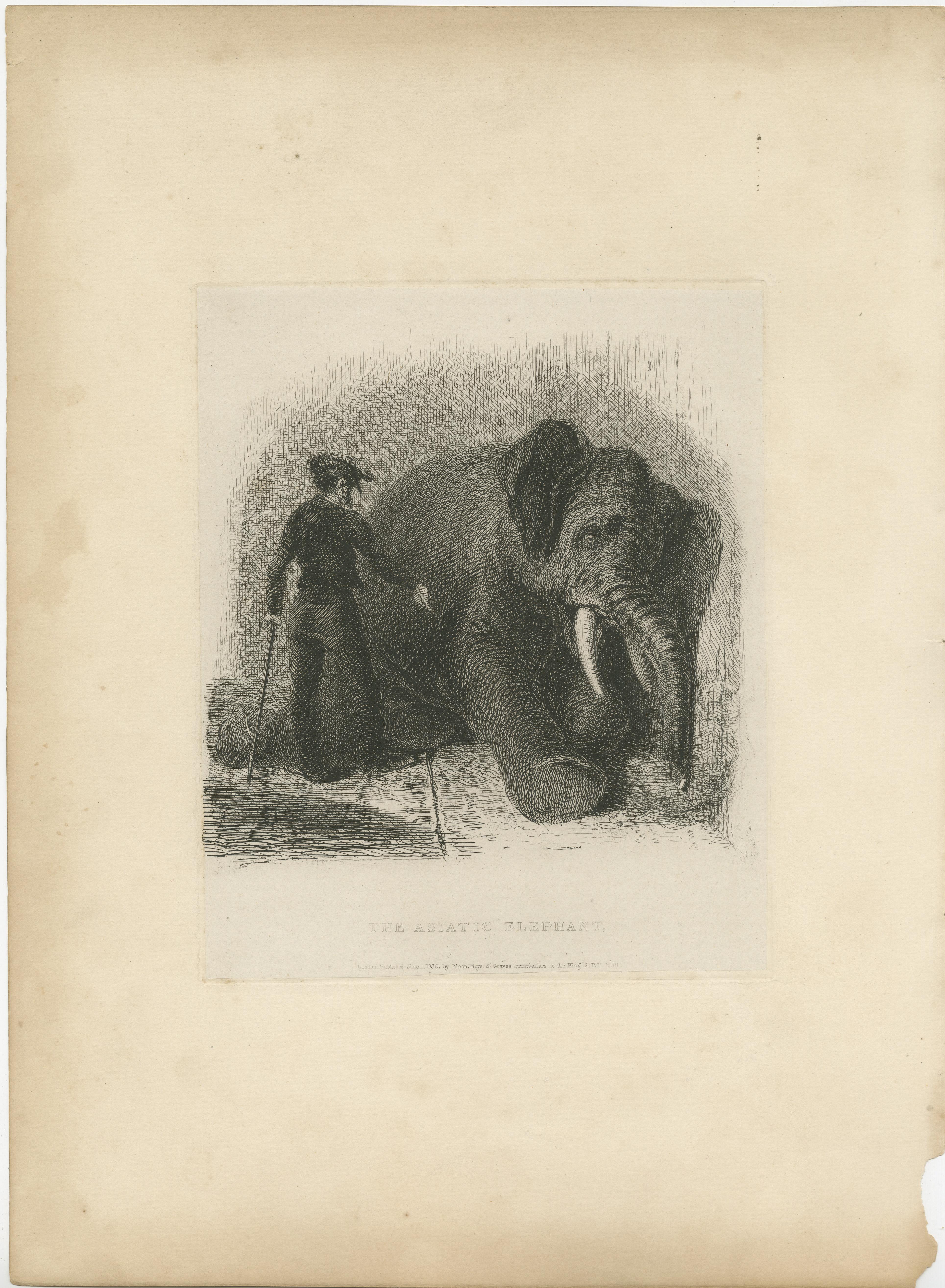 Antique print titled 'The Asiatic Elephant'. Original old print of an Asian elephant. This print originates from the series 'Characteristic sketches of animals, principally from the Zoological Gardens, Regent's Park' published circa 1832 by John