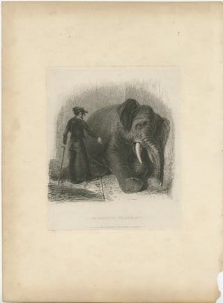 Antique Animal Print of an Asian Elephant, view 2