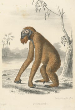 Antique Animal Print of an Orangutan by Travies 'circa 1860'