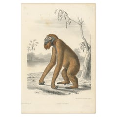 Antique Animal Print of an Orangutan by Travies 'circa 1860'