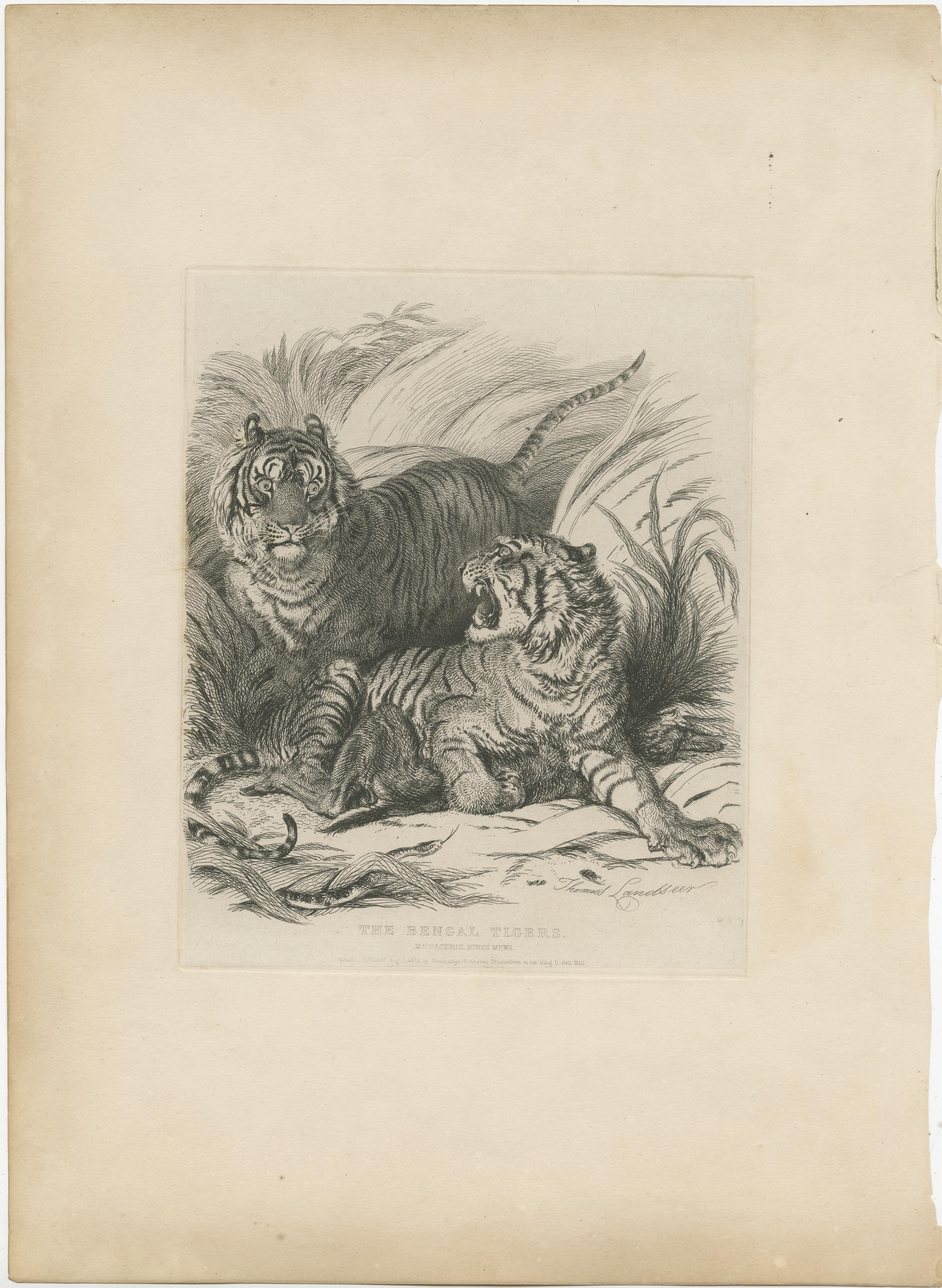 Antique print titled 'The Bengal Tigers'. Original old print of Bengal tigers. This print originates from the series 'characteristic sketches of animals, principally from the zoological gardens, Regent's Park' published circa 1832 by John Henry