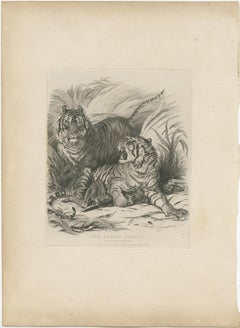 Antique Animal Print of Bengal Tigers