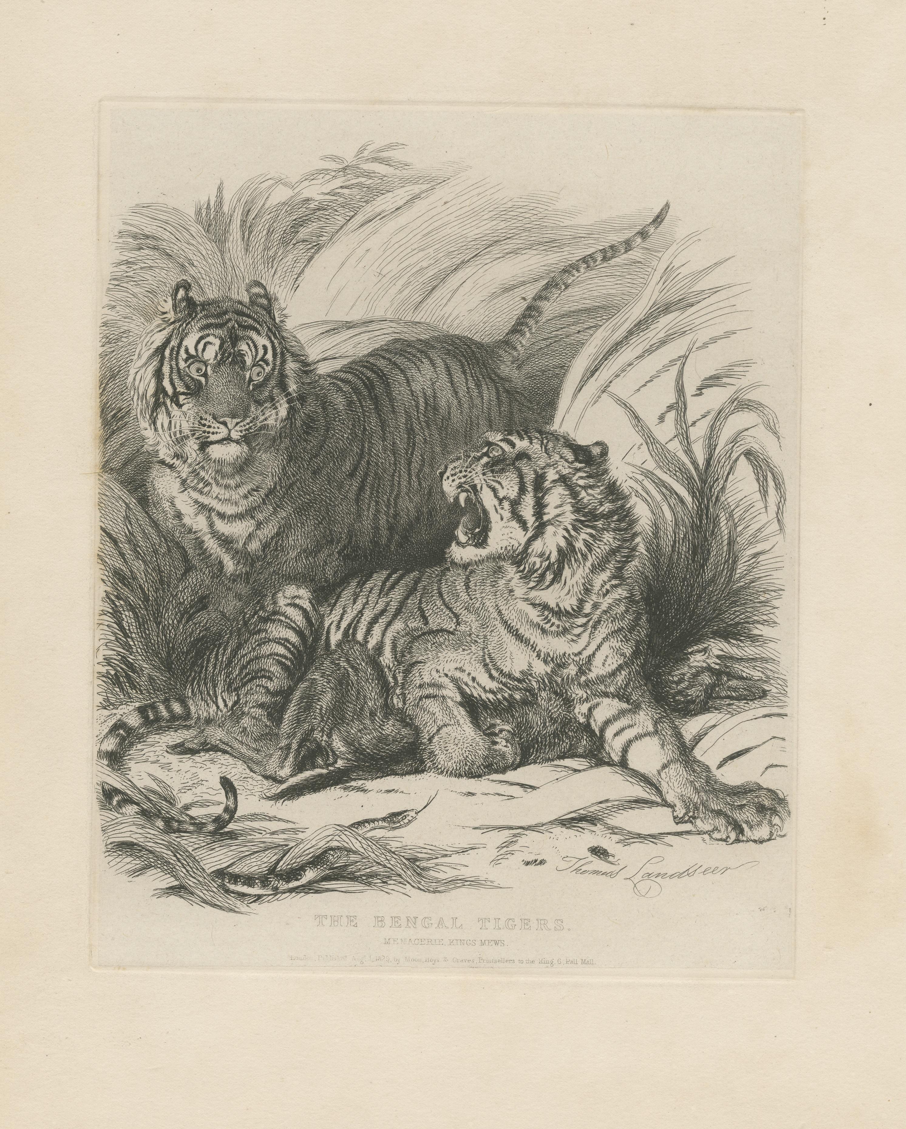 Antique Animal Print of Bengal Tigers In Fair Condition For Sale In Langweer, NL