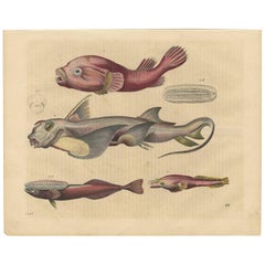 Antique Animal Print of Clingfishes by C. Hoffmann, 1847