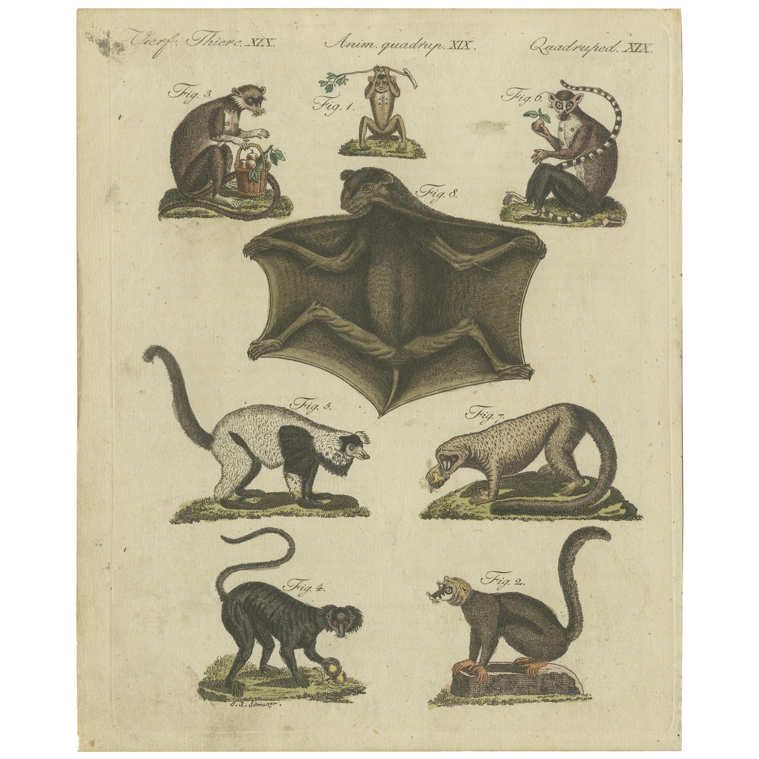 Antiker antiker Tierdruck von Lemur-Exemplaren von Bertuch, um 1800