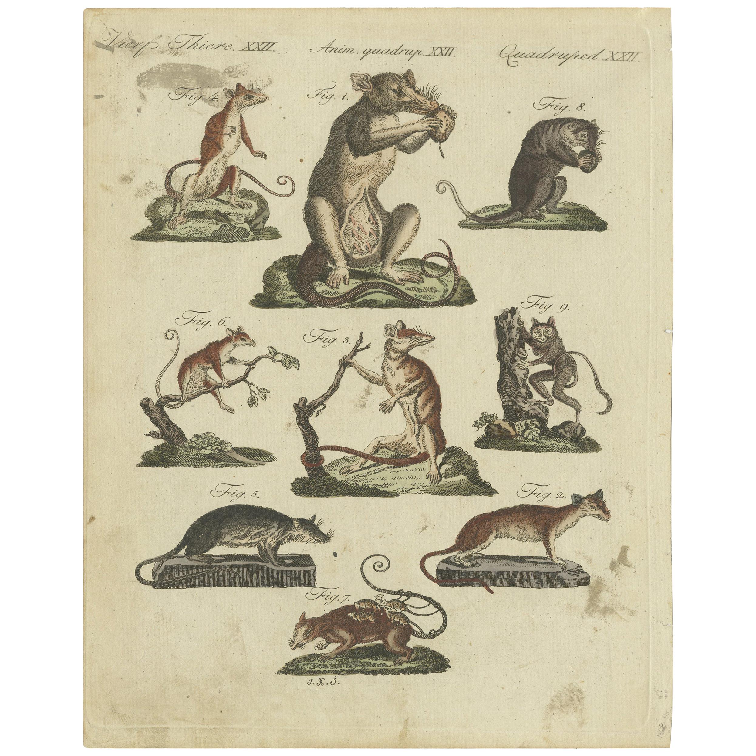 Decorative Rare Antique Animal Print of Marsupial Species, circa 1800 For Sale