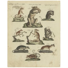 Dekorativer seltener antiker Tierdruck von Marsupial-Exemplaren, um 1800