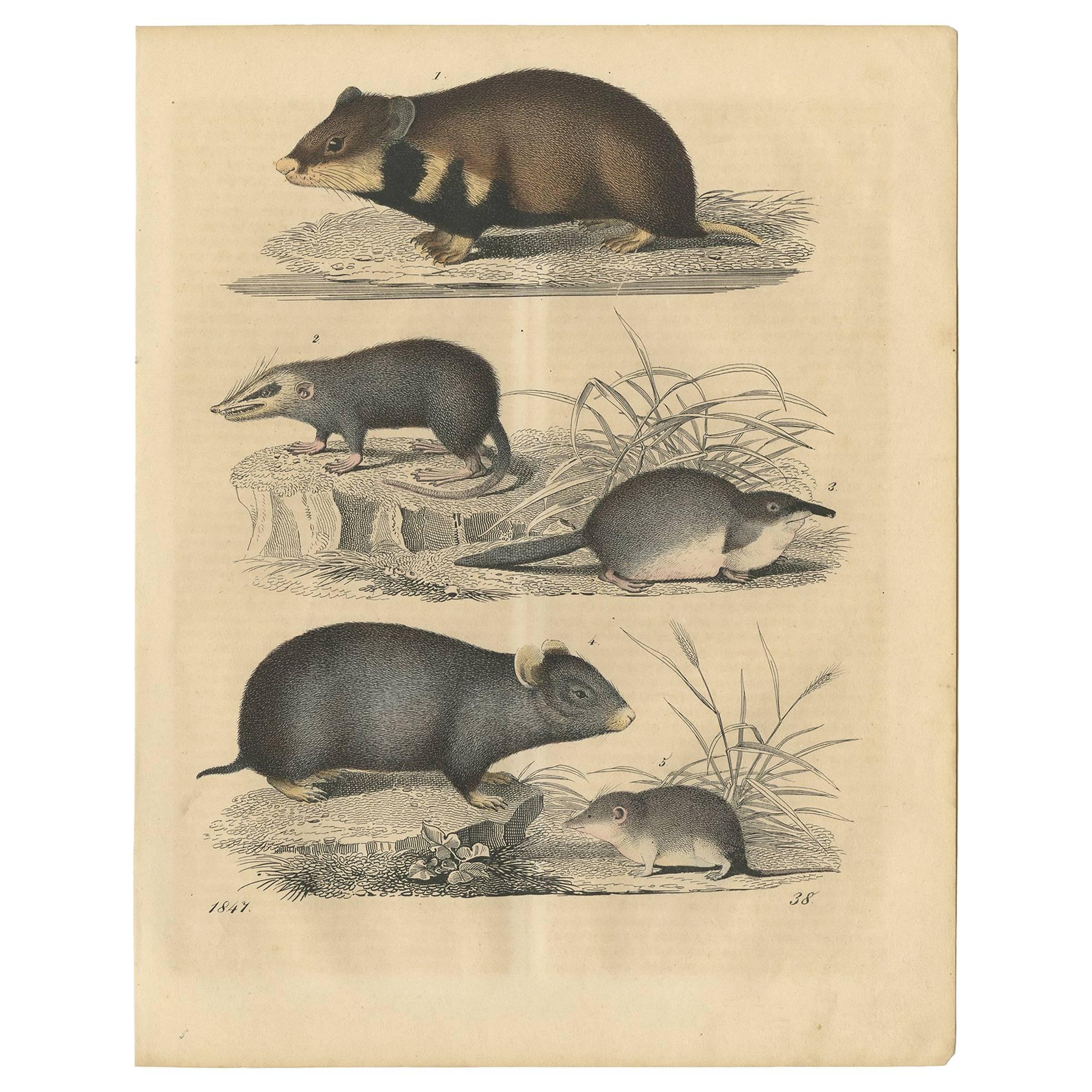Impression animalière ancienne de rodents par C. Hoffmann, 1847
