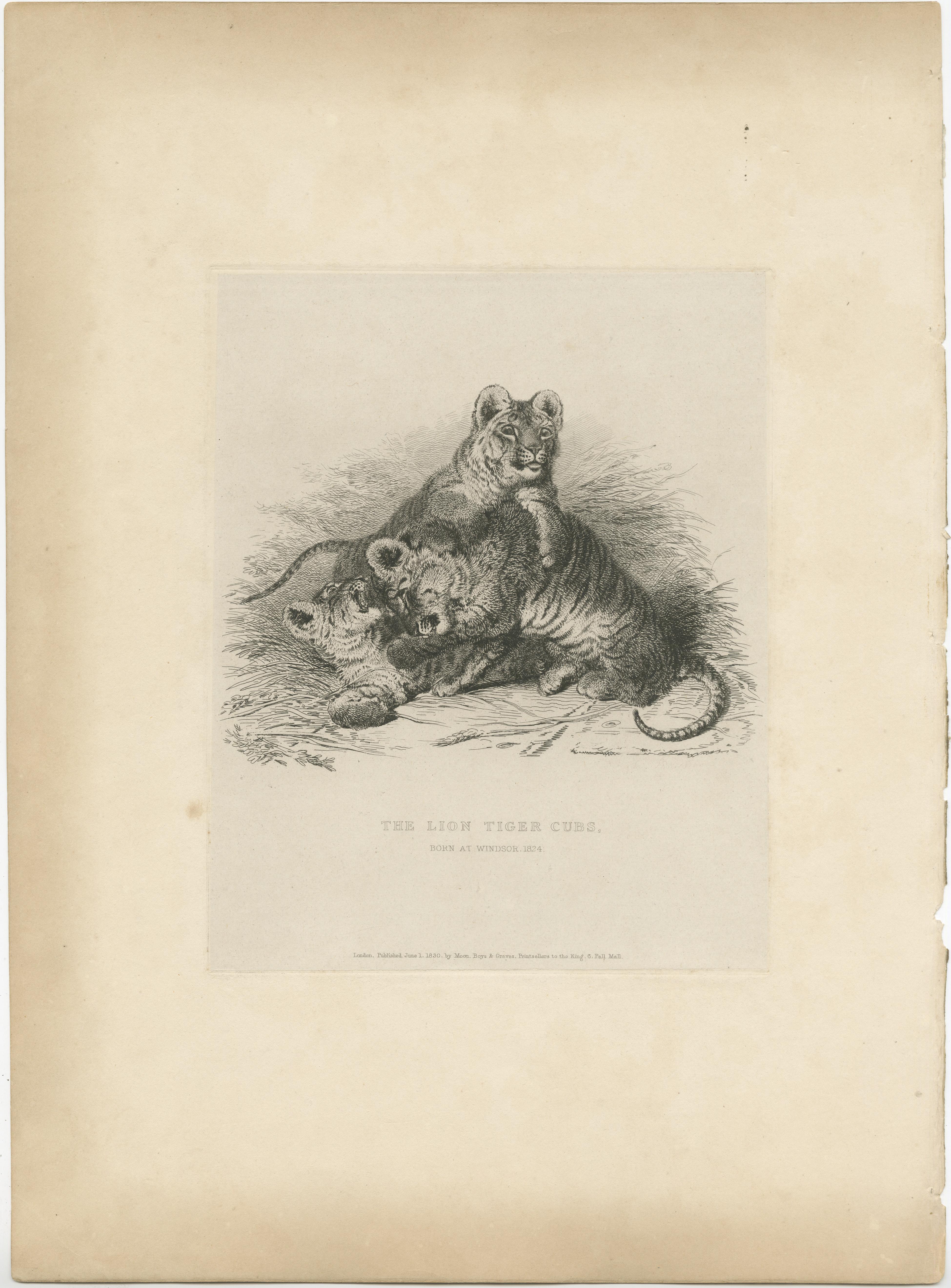 Antique print titled 'The Lion Tiger Cubs'. Original old print of tiger cubs. This print originates from the series 'Characteristic sketches of animals, principally from the Zoological Gardens, Regent's Park' published circa 1832 by John Henry