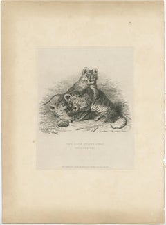 Antique Animal Print of Tiger Cubs