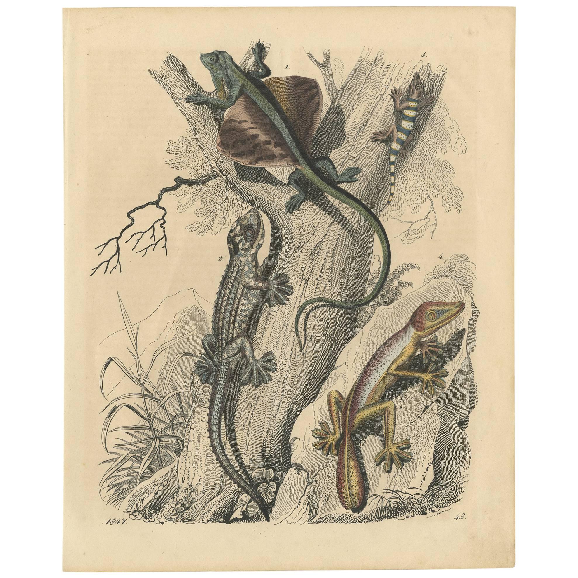 Stampa antica di vari anfibi di C. Hoffmann, 1847
