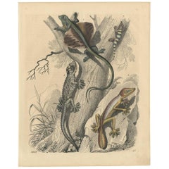 Stampa antica di vari anfibi di C. Hoffmann, 1847