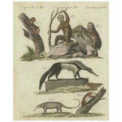 Antiker Tierdruck mit verschiedenen Tieren, Incl a Sloth, Anteater, etc., um 1800