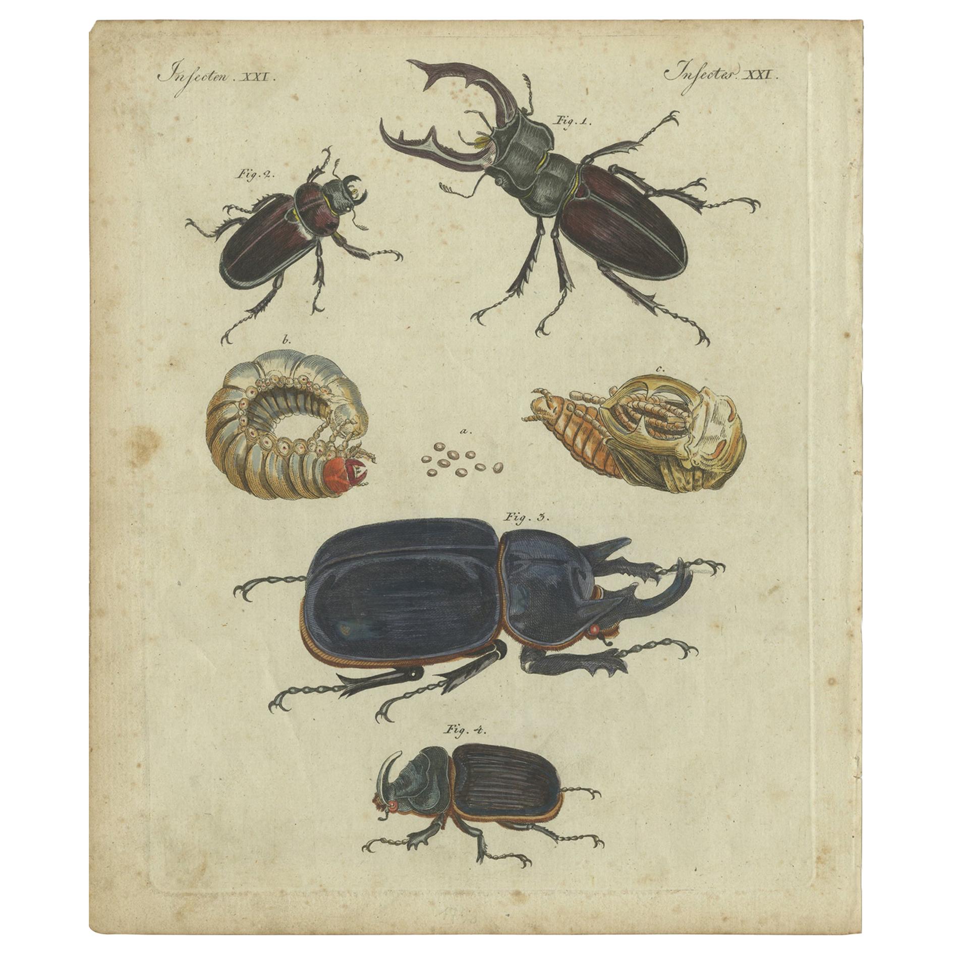 Antique Animal Print of Various Beetles, circa 1800
