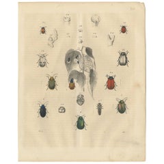 Antique Animal Print of Various Beetles by C. Hoffmann, 1847