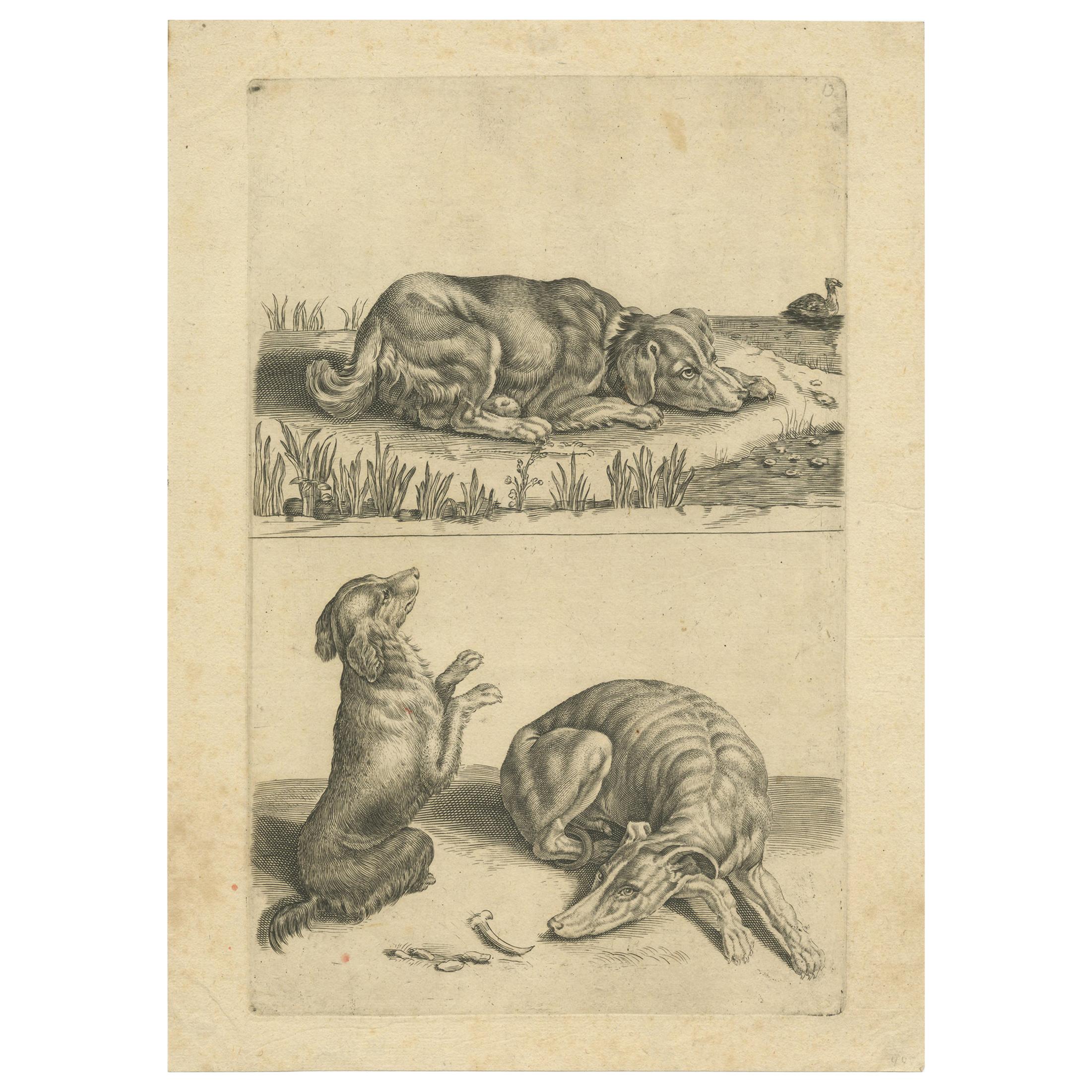 Affiche animalière ancienne représentant différents chiens, vers 1720