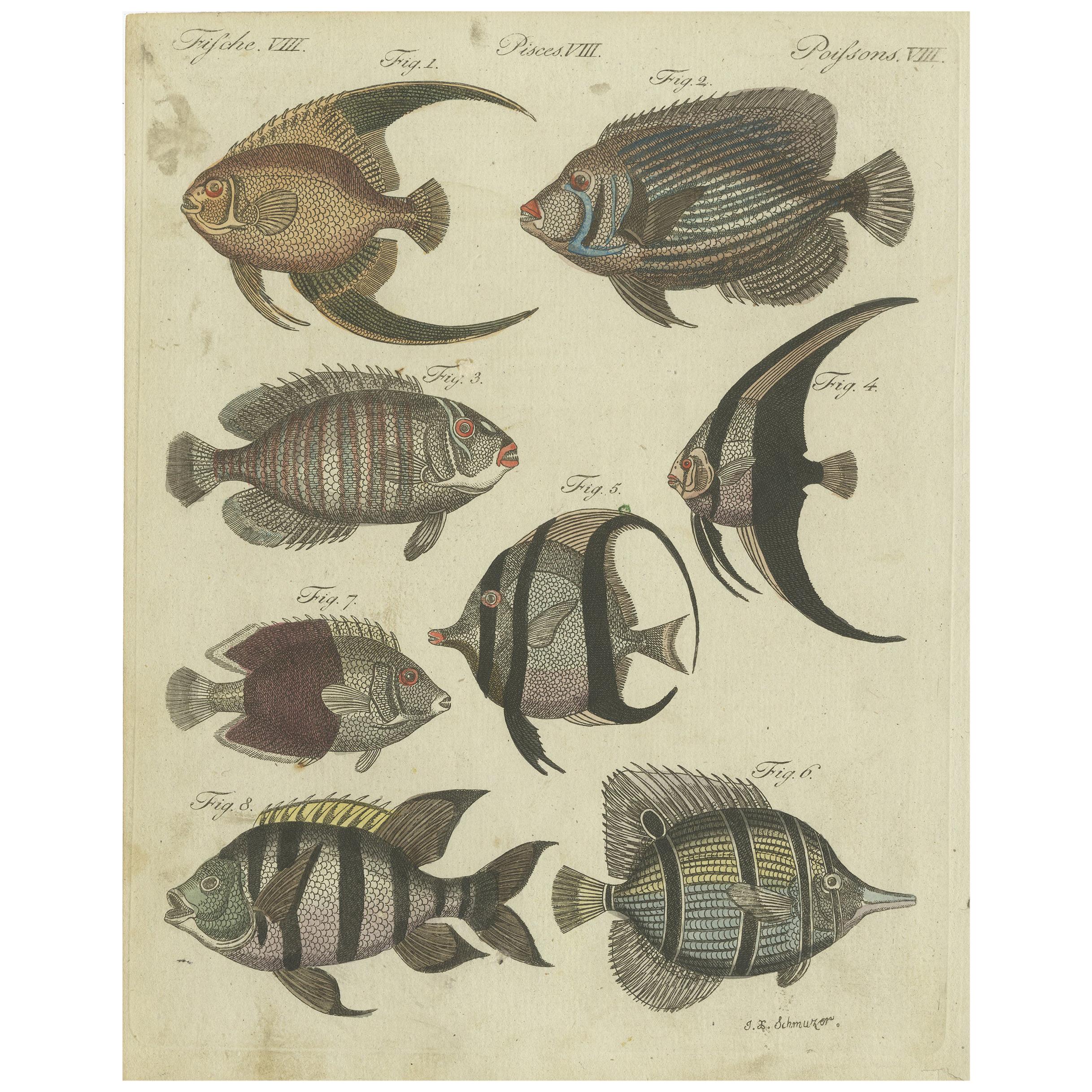 Antique Animal Print of Various Fish Species by Bertuch, circa 1800 at  1stDibs | zebra print fish