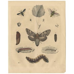Antiker Tierdruck mit verschiedenen Insekten 'Moth, Caterpillar', 1847