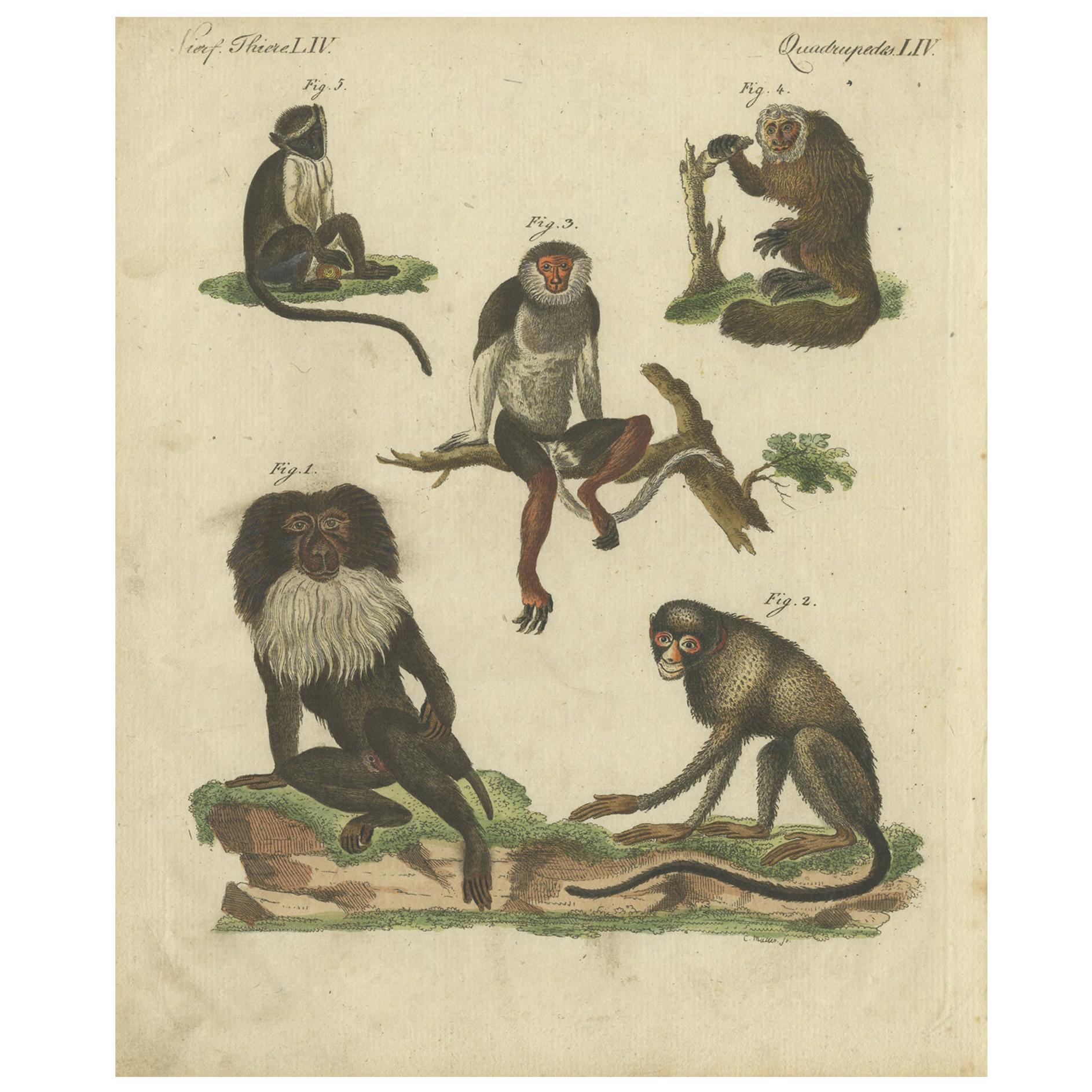 Gravure animalière ancienne coloriée à la main de divers singes par Bertuch, circa 1800