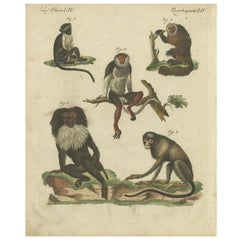 Antiguo grabado animal coloreado a mano de varios monos por Bertuch, hacia 1800