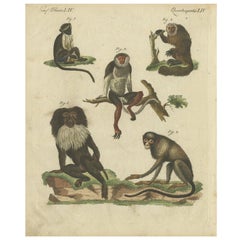 Gravure animalière ancienne coloriée à la main de divers singes par Bertuch, circa 1800