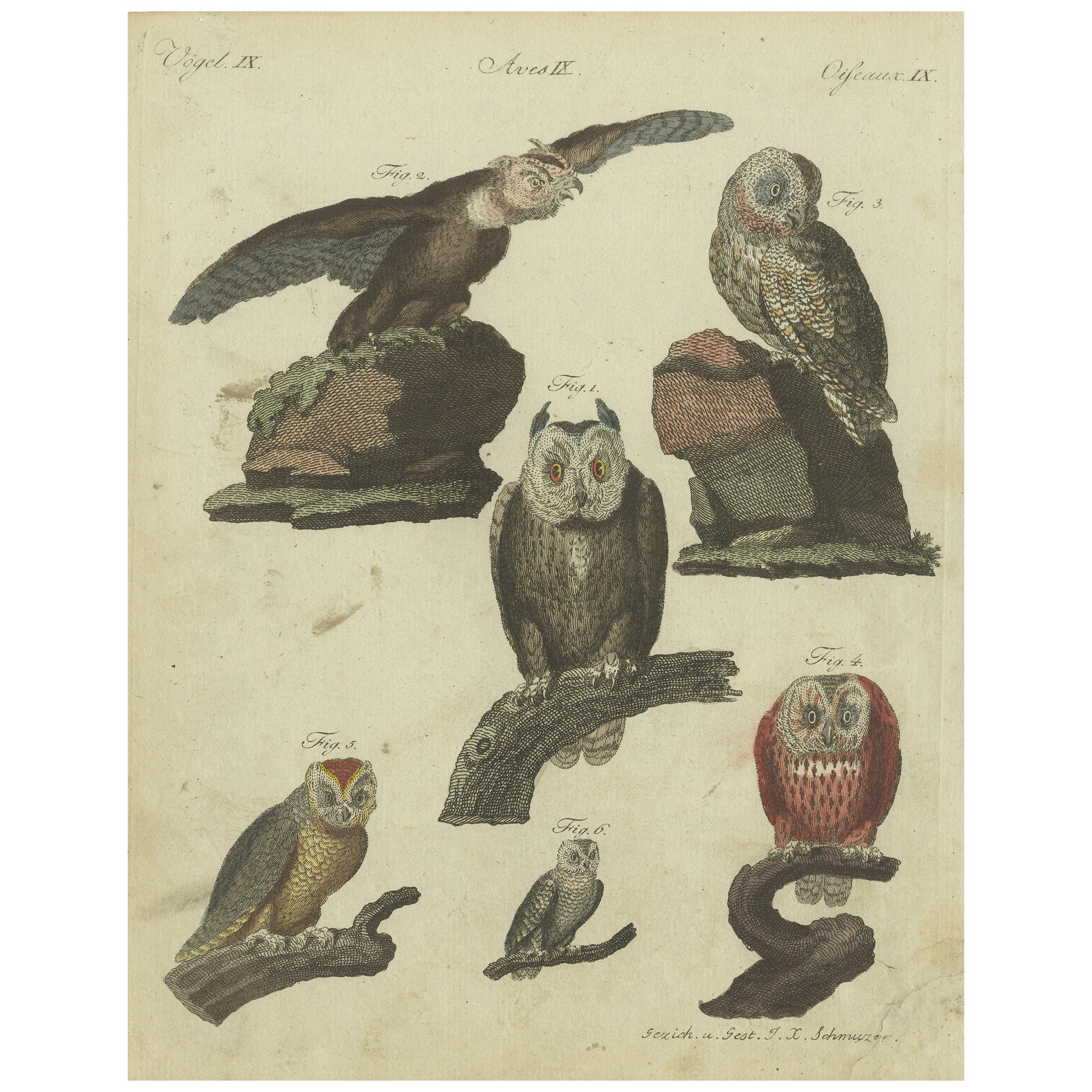 Antique Animal Print of various Owl Species by Bertuch, circa 1800 For Sale