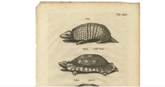Antique Animal Print of Various Turtles by J. Johnston, 1657