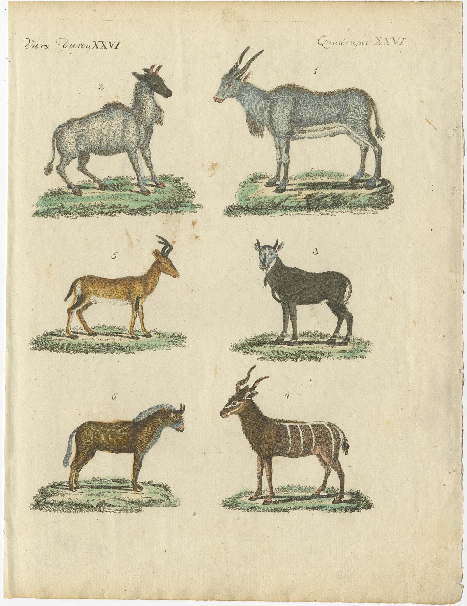 Antique print titled 'Vierv. Dieren XXVI, Quadruped XXVI'. 

This animal print depicts 1. Antilope Oreas, 2.Drago Camelus, 3. Nylgau, 4. Kudu, 5. Antilope Bubalis, 6. Gnou. This engraved print originates from a very rare unknown Dutch work. The