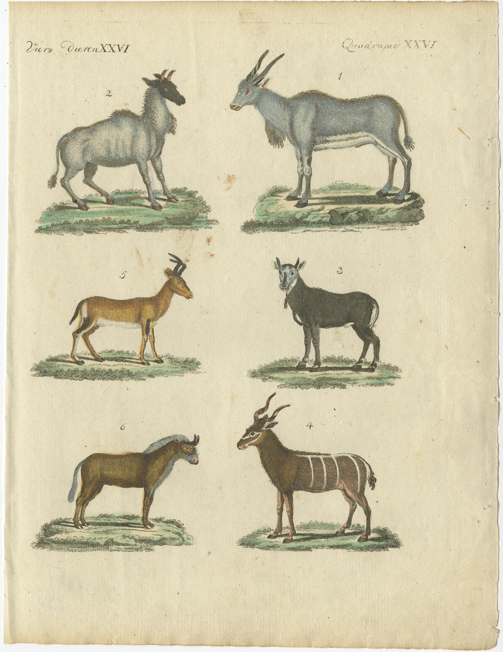 Antiker Druck mit dem Titel 'Vierv. Dieren XXVI, Vierfüßler XXVI