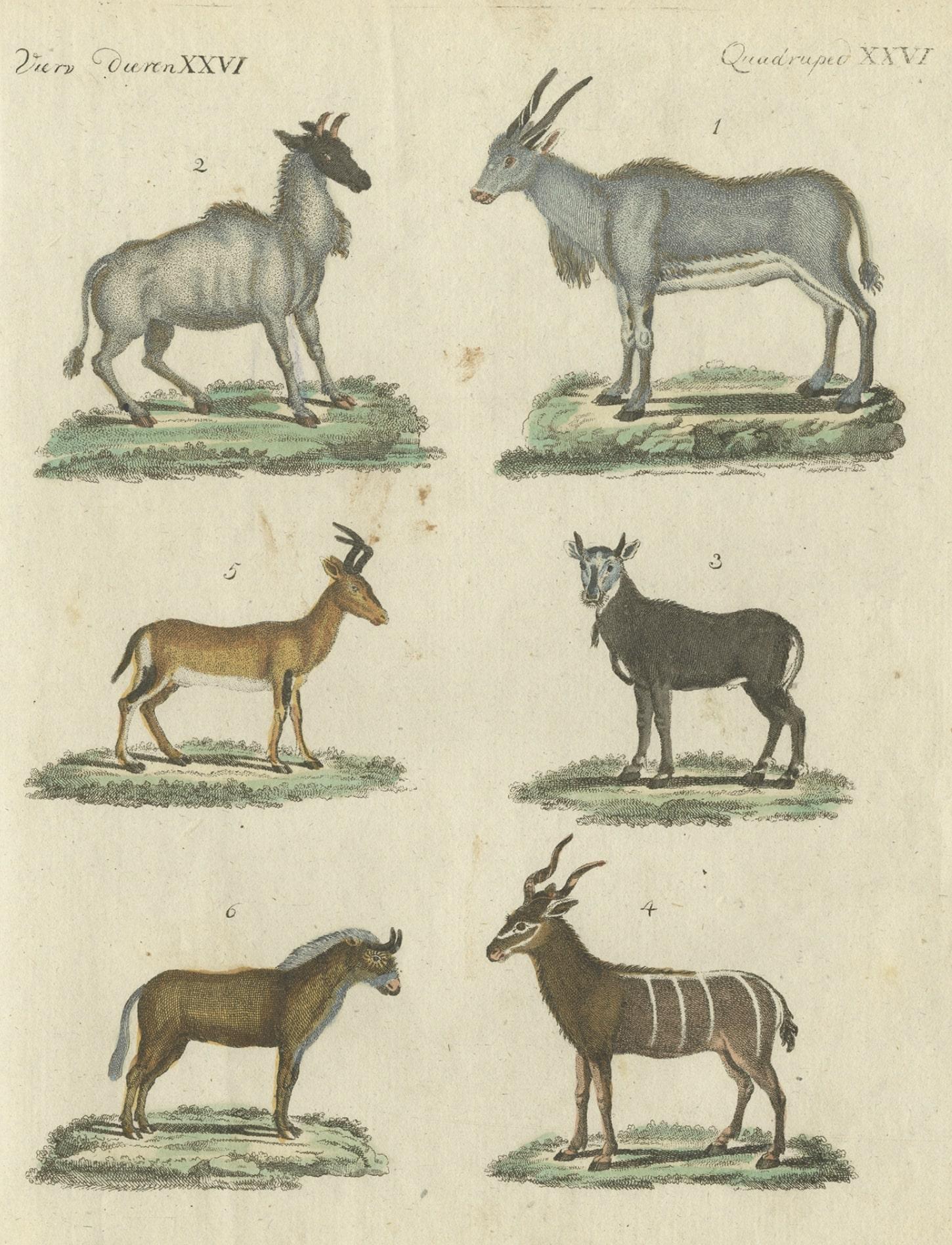 Impressions d'animaux antiques en coloration à la main ancienne, publiées en 1800 Bon état - En vente à Langweer, NL