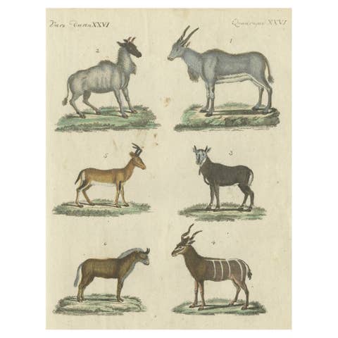 Antique Animal Prints in Old Hand Coloring, Published in 1800