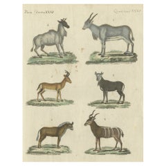 Impressions d'animaux antiques en coloration à la main ancienne, publiées en 1800