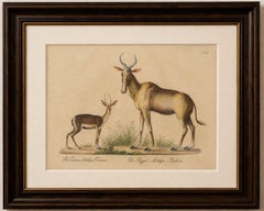 Antike Antilopenlithographie von Karl Joseph Brodtmann, 1816