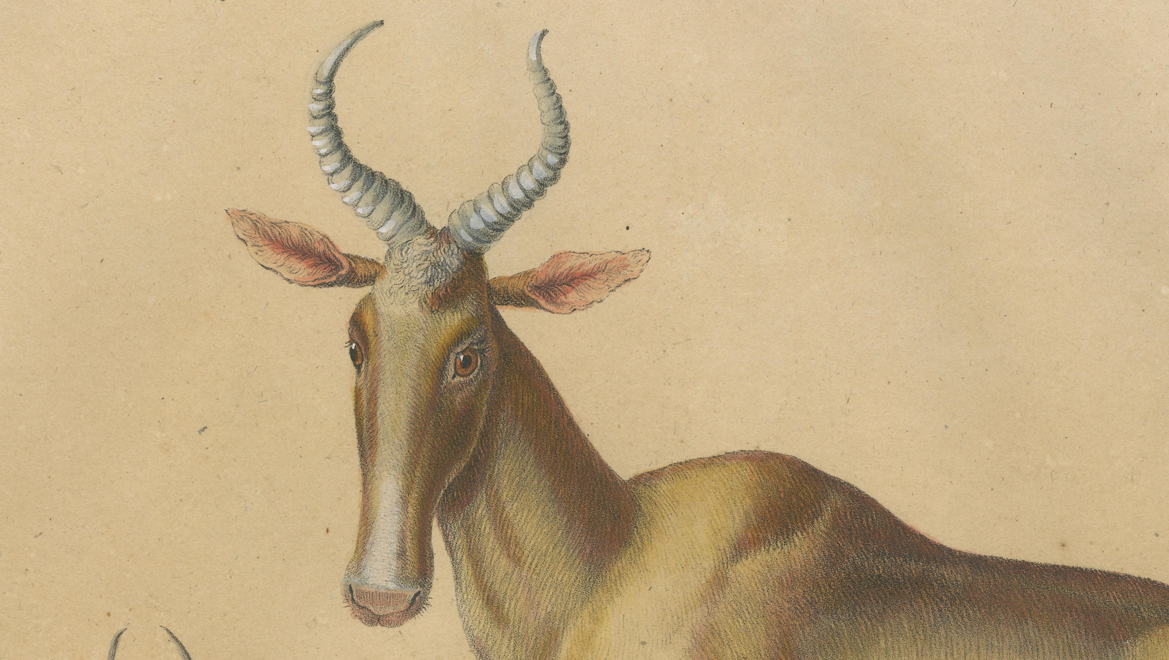 Antique Antelope Lithograph by Karl Joseph Brodtmann, 1816