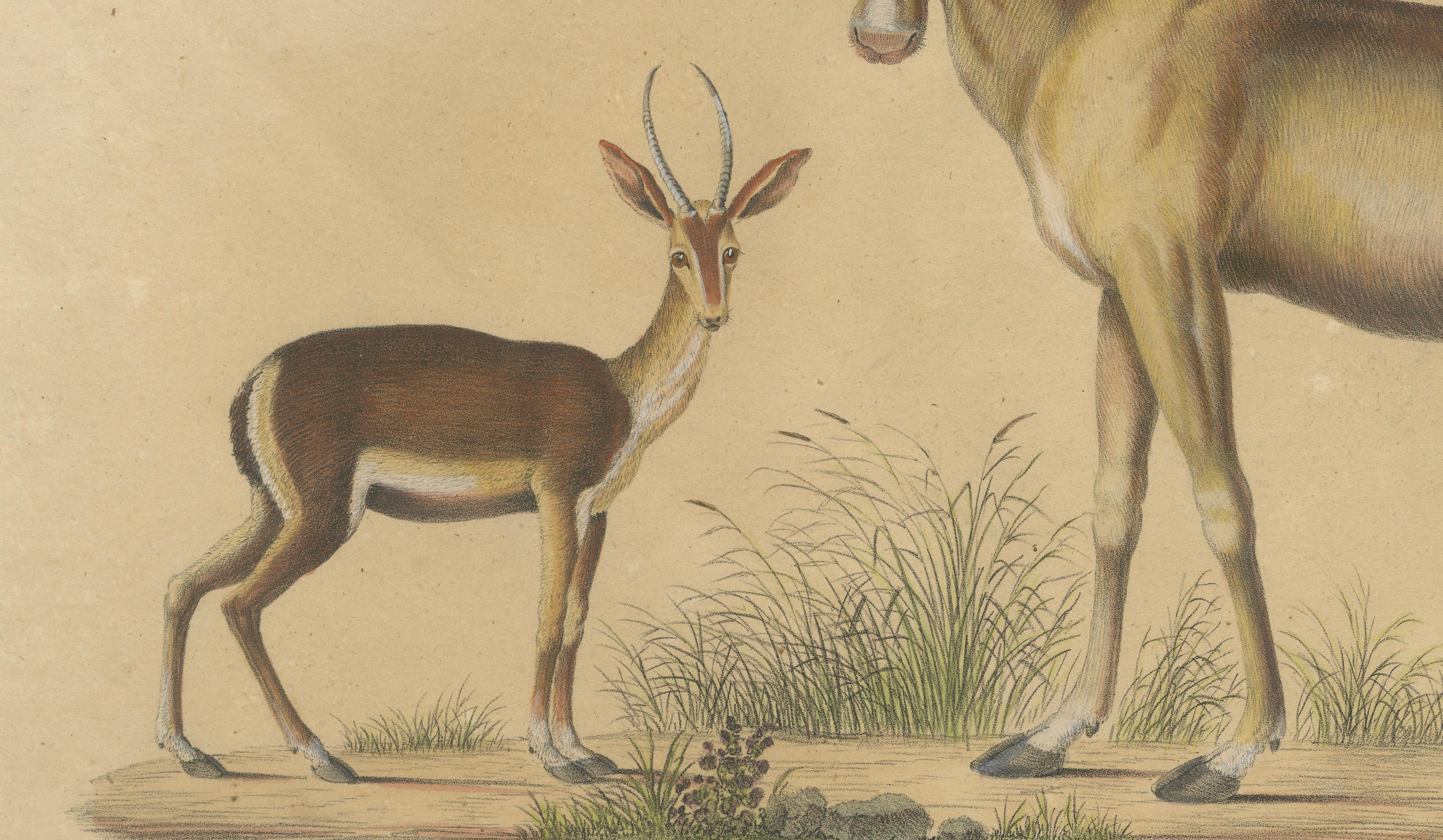 Antique Antelope Lithograph by Karl Joseph Brodtmann, 1816