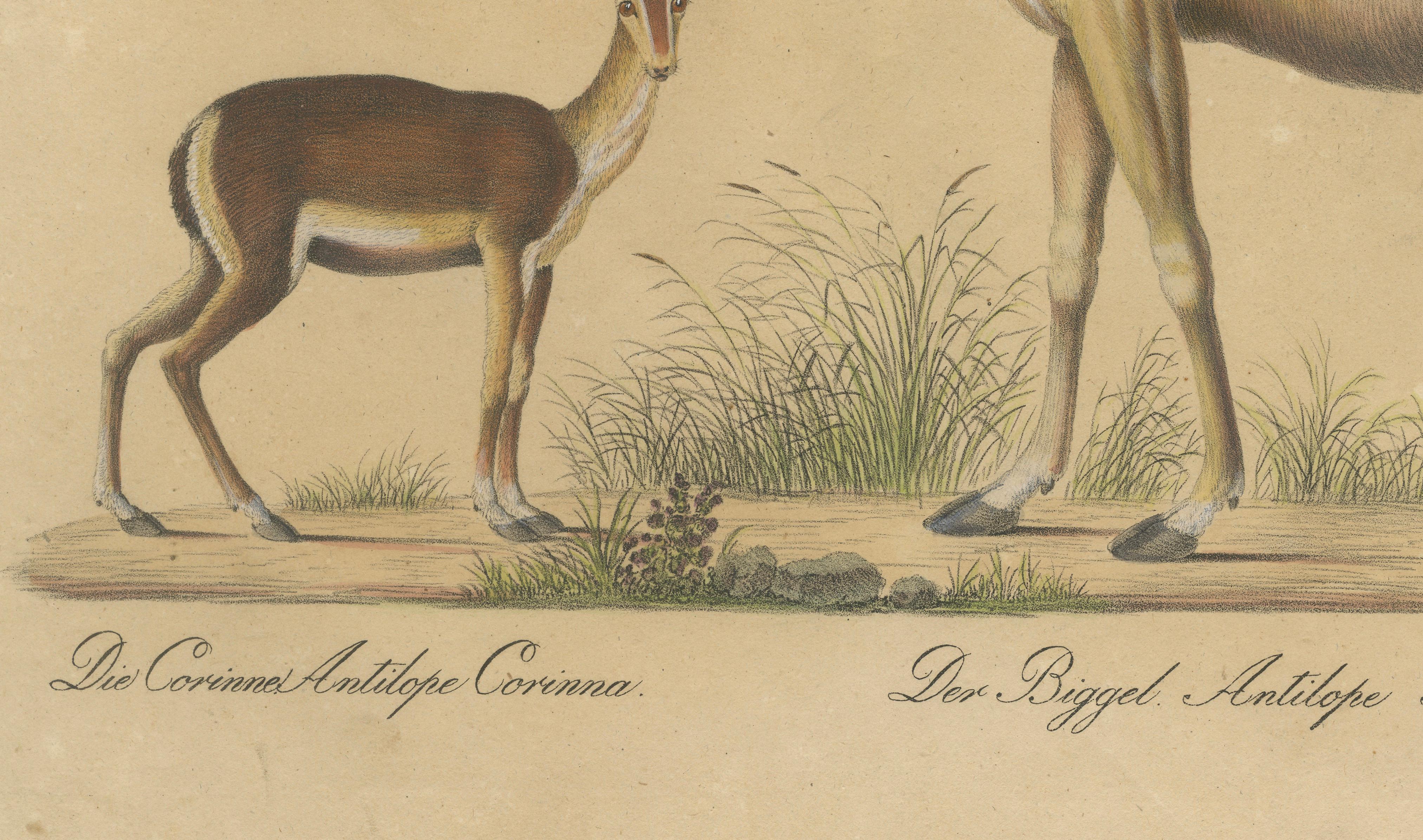 Antique Antelope Lithograph by Karl Joseph Brodtmann, 1816