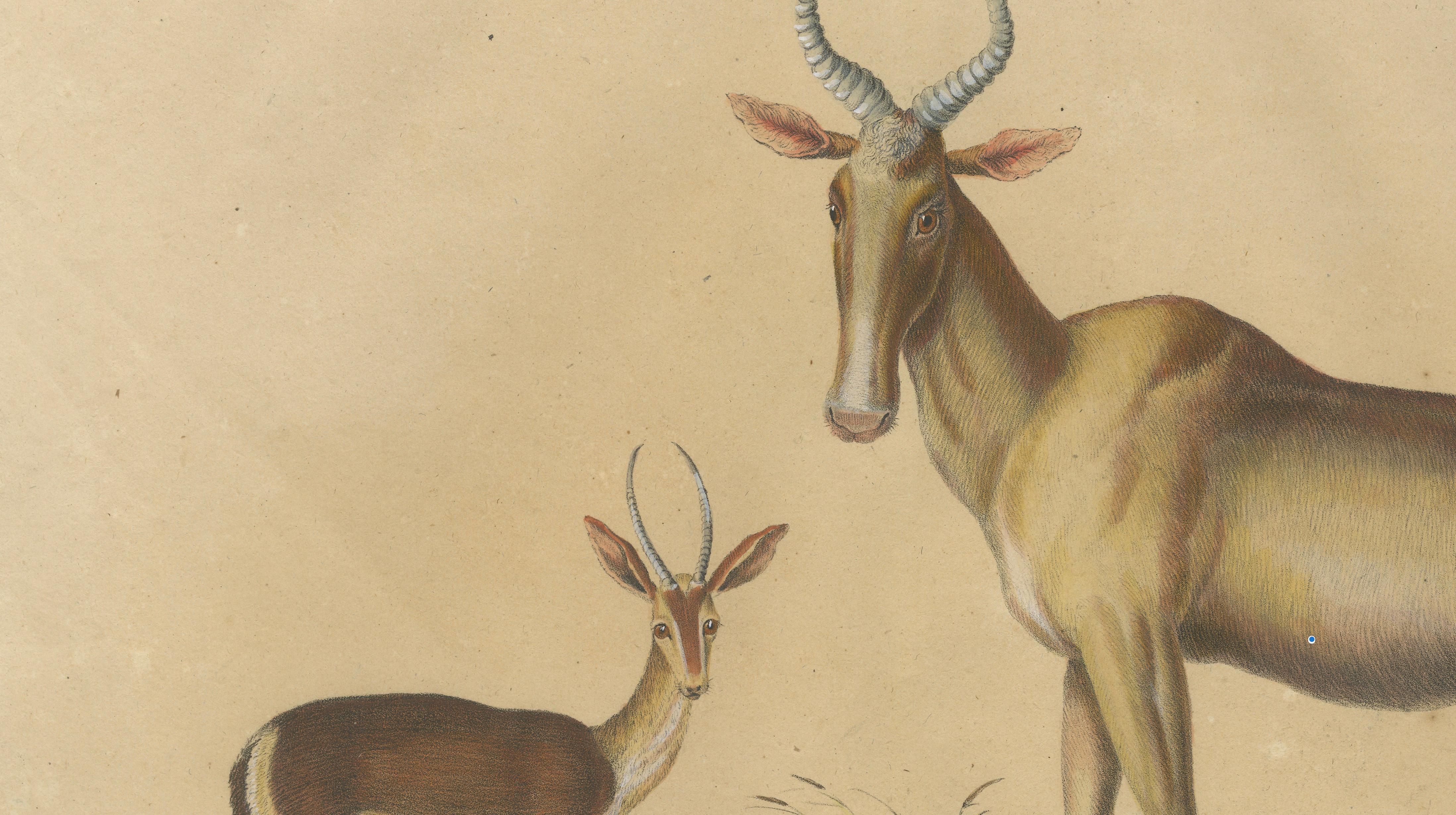 Antique Antelope Lithograph by Karl Joseph Brodtmann, 1816