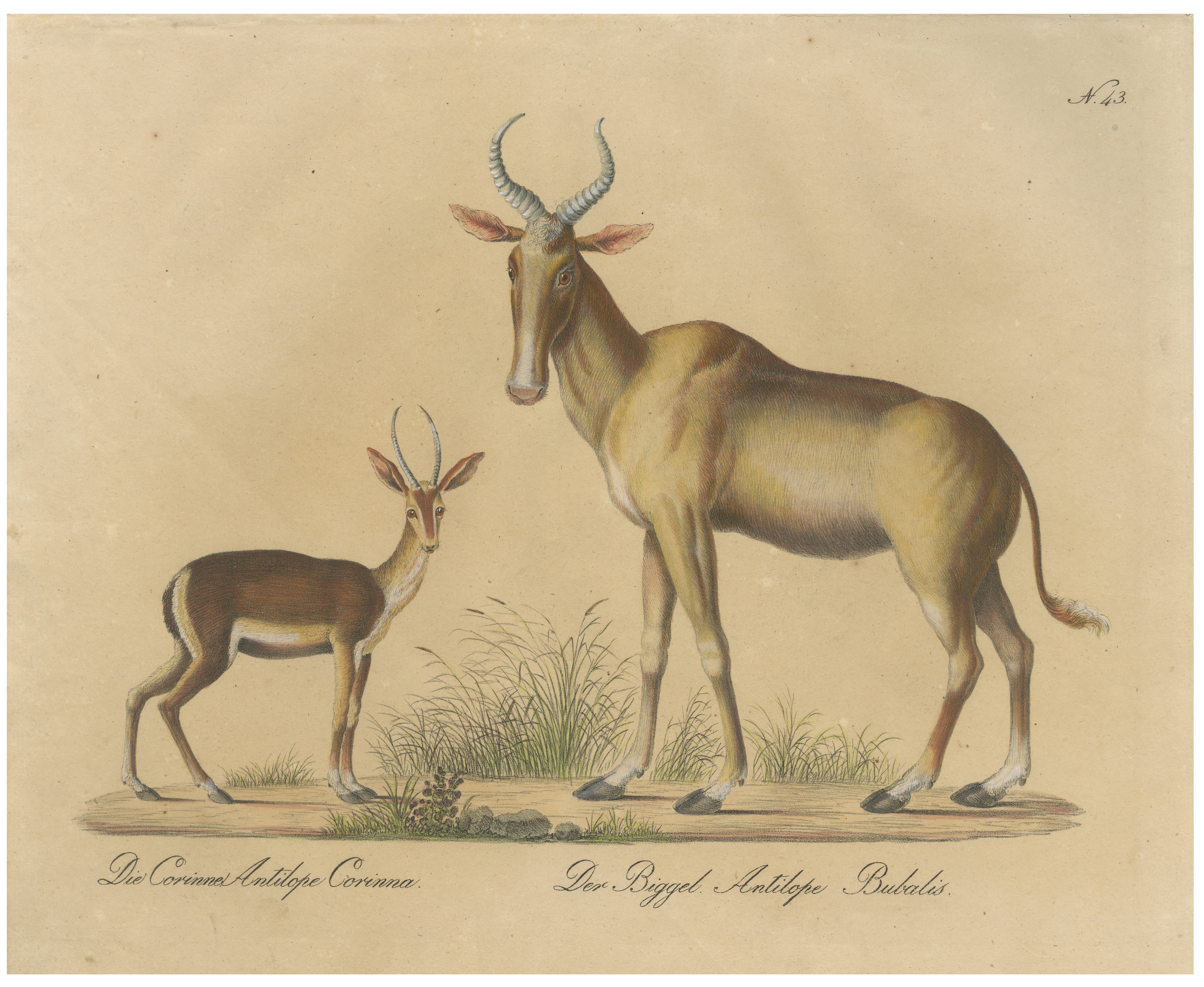Antique Antelope Lithograph by Karl Joseph Brodtmann, 1816